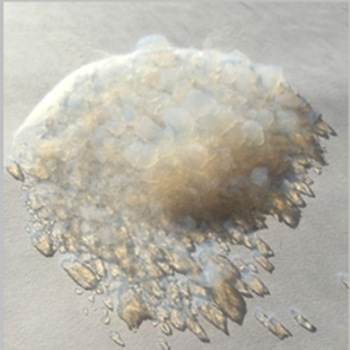 Hydrophobic and Hydrophilic Silica Aerogel Powder